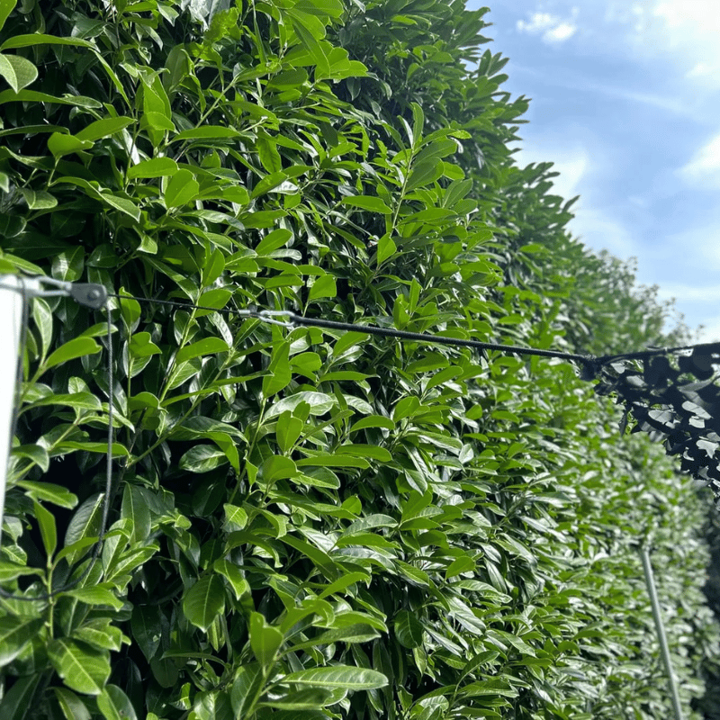 Cordes à cliquets (lot de 4)